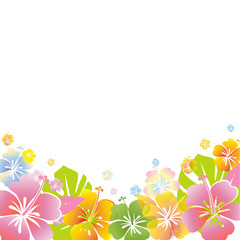 Fototapeta na wymiar hibiscus background