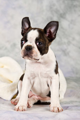 Boston terrier sitting on white towels