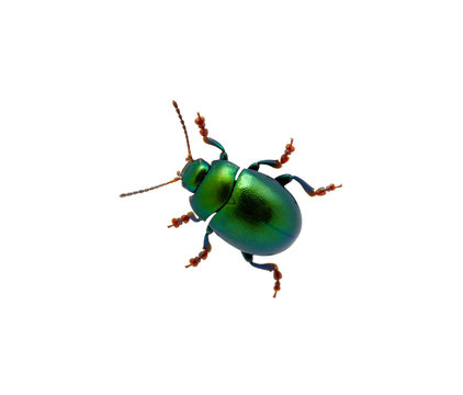 Green Beetle