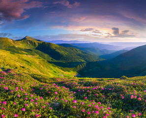 Fototapeta premium Magic pink rhododendron flowers in the mountains. Summer sunrise