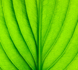 green leaf texture