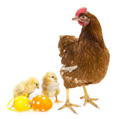 easter eggs and chickens with a hen