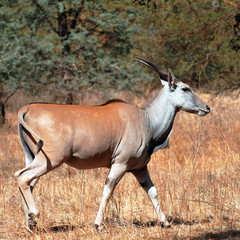 GAZELLE (1)