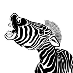 Portrait of emotional zebra, isolated on a white background. Vec