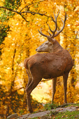 Rothirsch im Herbst © ZIHE