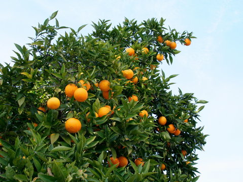 Arancia