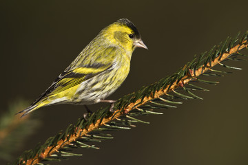 oiseau tarin des aulnes sur sapin