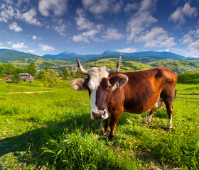 Cow pasture. Wide angle.