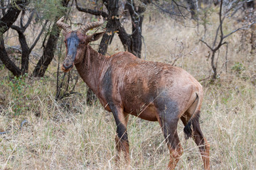 Tsessebe in Marakele NP, South Africa