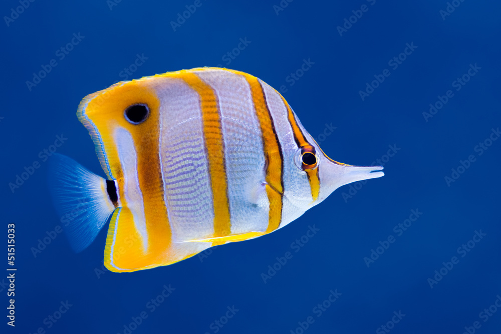 Canvas Prints Copperband butterfly fish