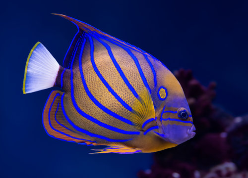 Fototapeta Bluering angelfish