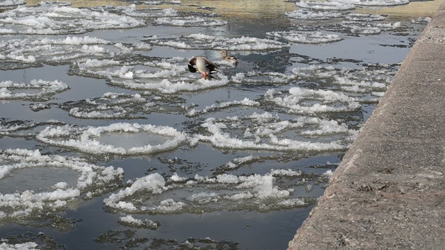 duck swim and other ducks climb icy piece beak scratching belly