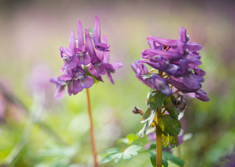 Purple flower of Hollowroot