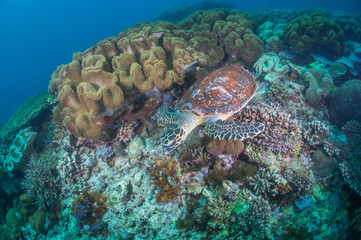 Naklejka na ściany i meble Sea turtle with coral