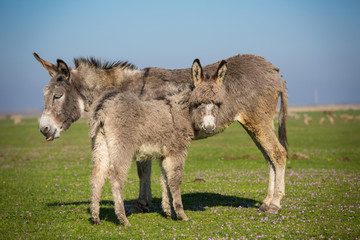 A donkey standing in a pasture.