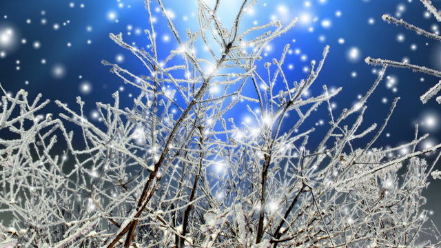 Winter