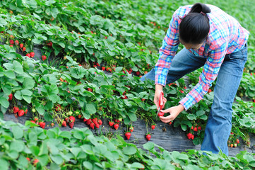people picking strawberry at field