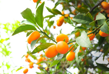 Kumquat Citrus Fruits on Branch