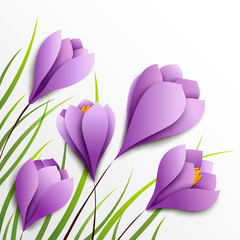 Crocuses. Five paper flowers on white background