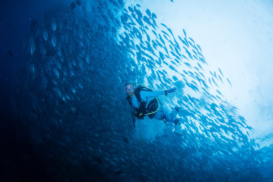 school of jack fish
