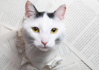 katze buch