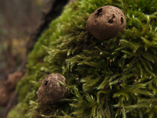 puffball mushroom closeup shot