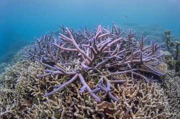 Fototapeta na wymiar purple coral