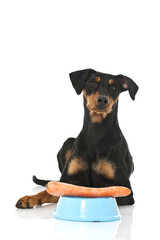 Deutscher Pinscher