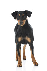 Deutscher Pinscher