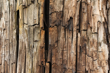 Wood texture