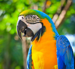 Colorful macaw