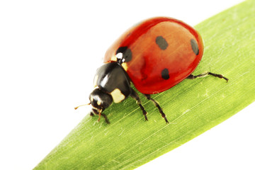 ladybug on grass