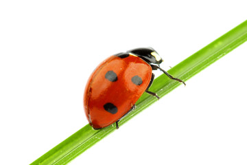 ladybug on grass