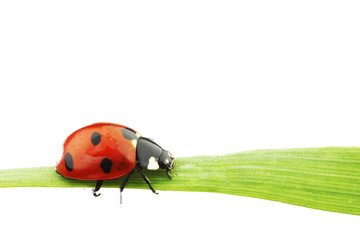 ladybug on grass