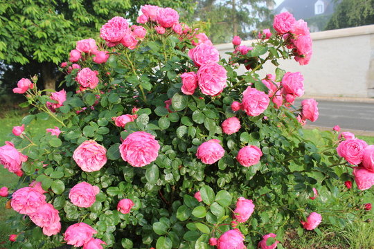 Rosier rose
