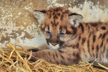 cougar cub