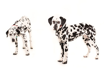 Dalmatians