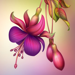 Obrazy na Szkle  fuksja kwiat makro na białym tle ilustracja