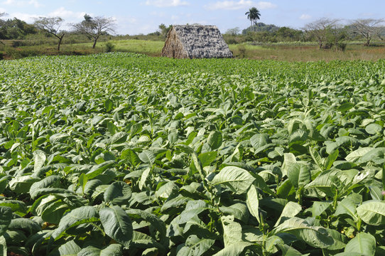 Tabakplantage, Nicotiana