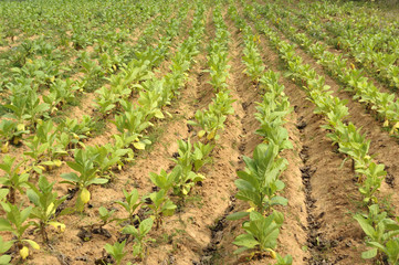 Fototapeta na wymiar Tabakplantage, Nicotiana