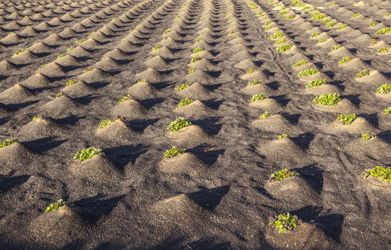 pattern of field with vegetables growing on volcanic earth
