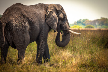 Fototapeta premium Large African Elephant