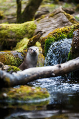 Eurasian otter (Lutra lutra)