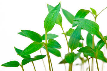 Little plants, seedling