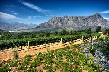 Deurstickers Zuid-Afrika Wijngaard in stellenbosch, Zuid-Afrika