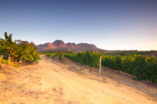 Vineyard at Stellenbosch winery with mountains.