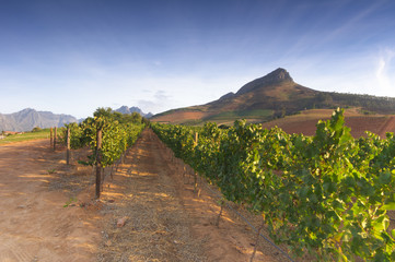 Vineyards around Stellenbosch, Western Cape, South Africa, Afric