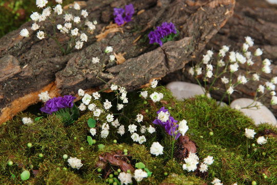 Flowers, Tree Bark And Moss In Forest Close Up