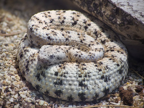 Southwestern Speckled Rattlesnake