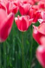 Beautiful tulips